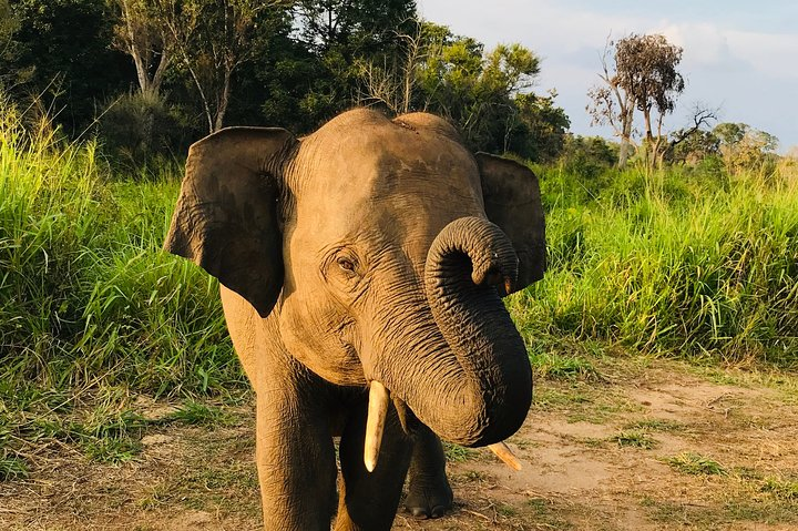 Hurulu Eco Park Half Day Safari - Photo 1 of 7